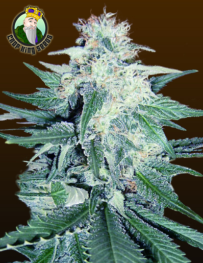 High CBD Seeds To Grow The Finest CBD-Rich Strains (Updated For 2020 ...