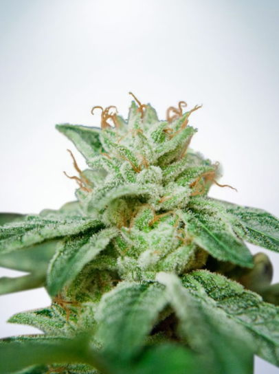 High CBD Seeds To Grow The Finest CBD-Rich Strains (Updated For 2020) | HerbMedix